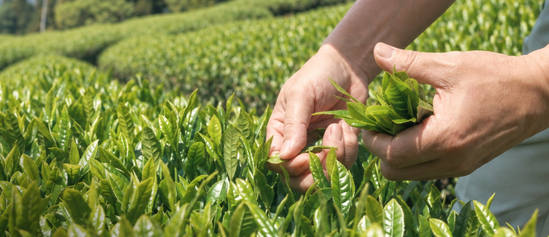 茶葉を手で摘み取る様子