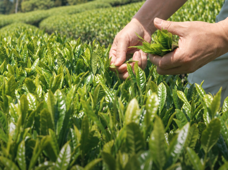 茶葉を手で摘み取る様子