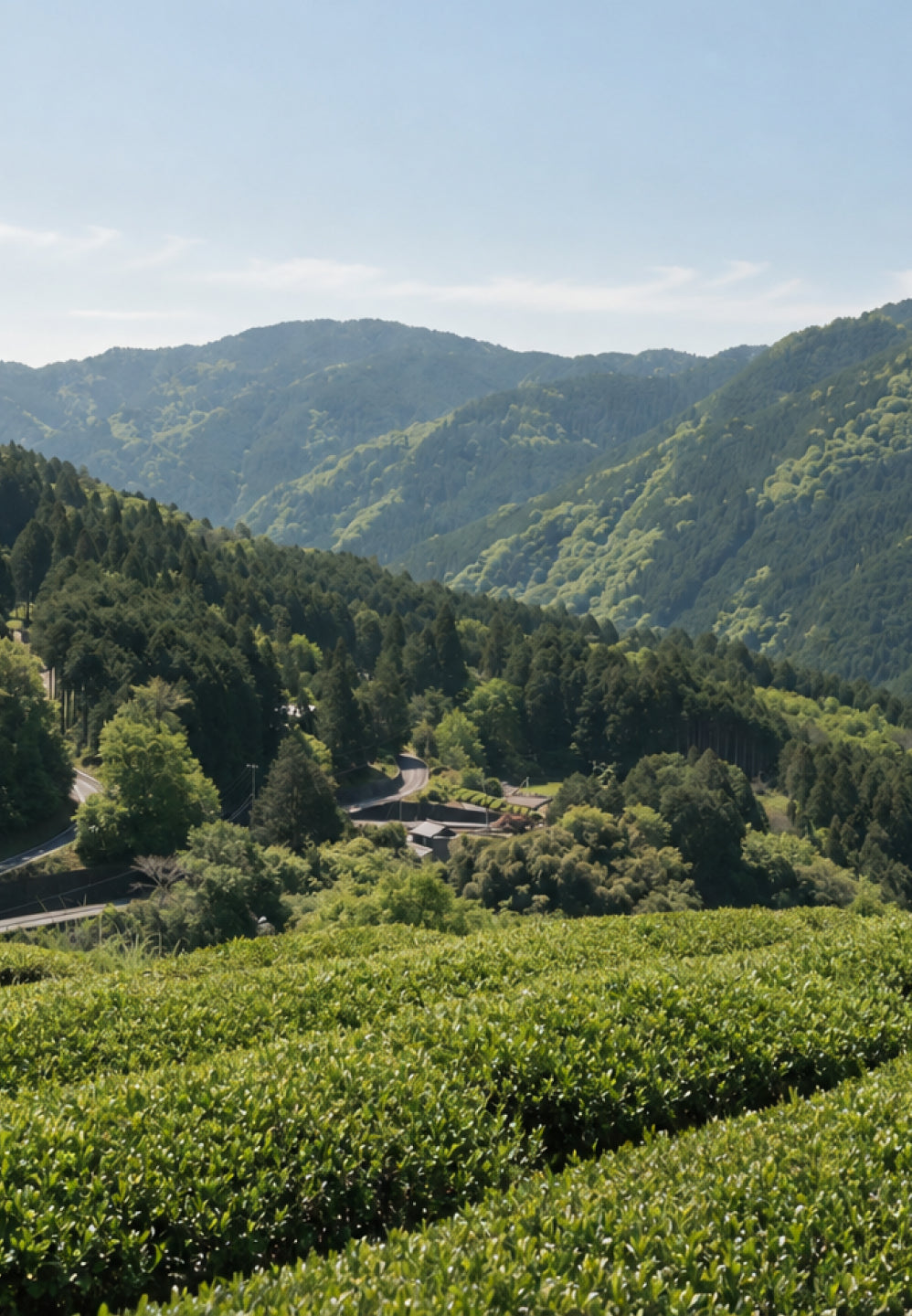 山々に囲まれた白川町の茶畑