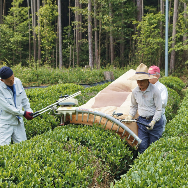 茶畑で収穫作業をする人たち