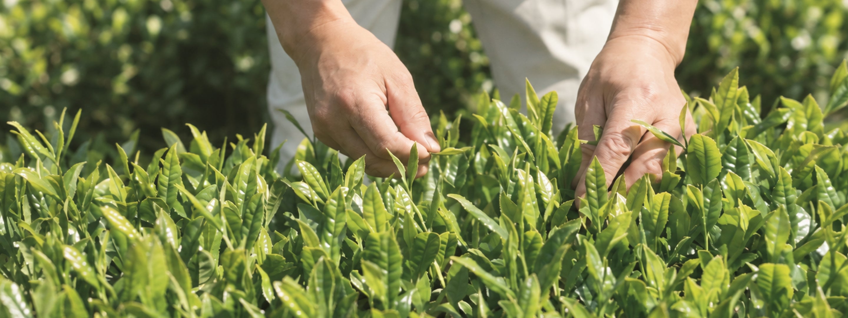 やぶきたの茶葉を手で摘む様子